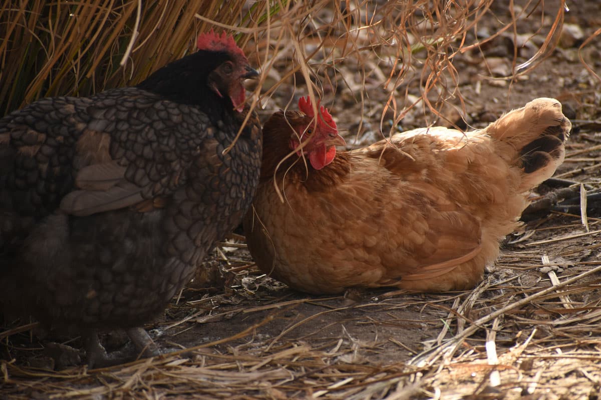 Poules